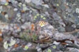 Image of White Mountain saxifrage