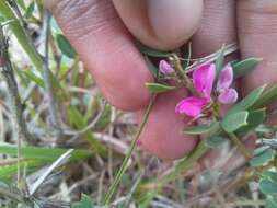 Image de Indigofera denudata Thunb.