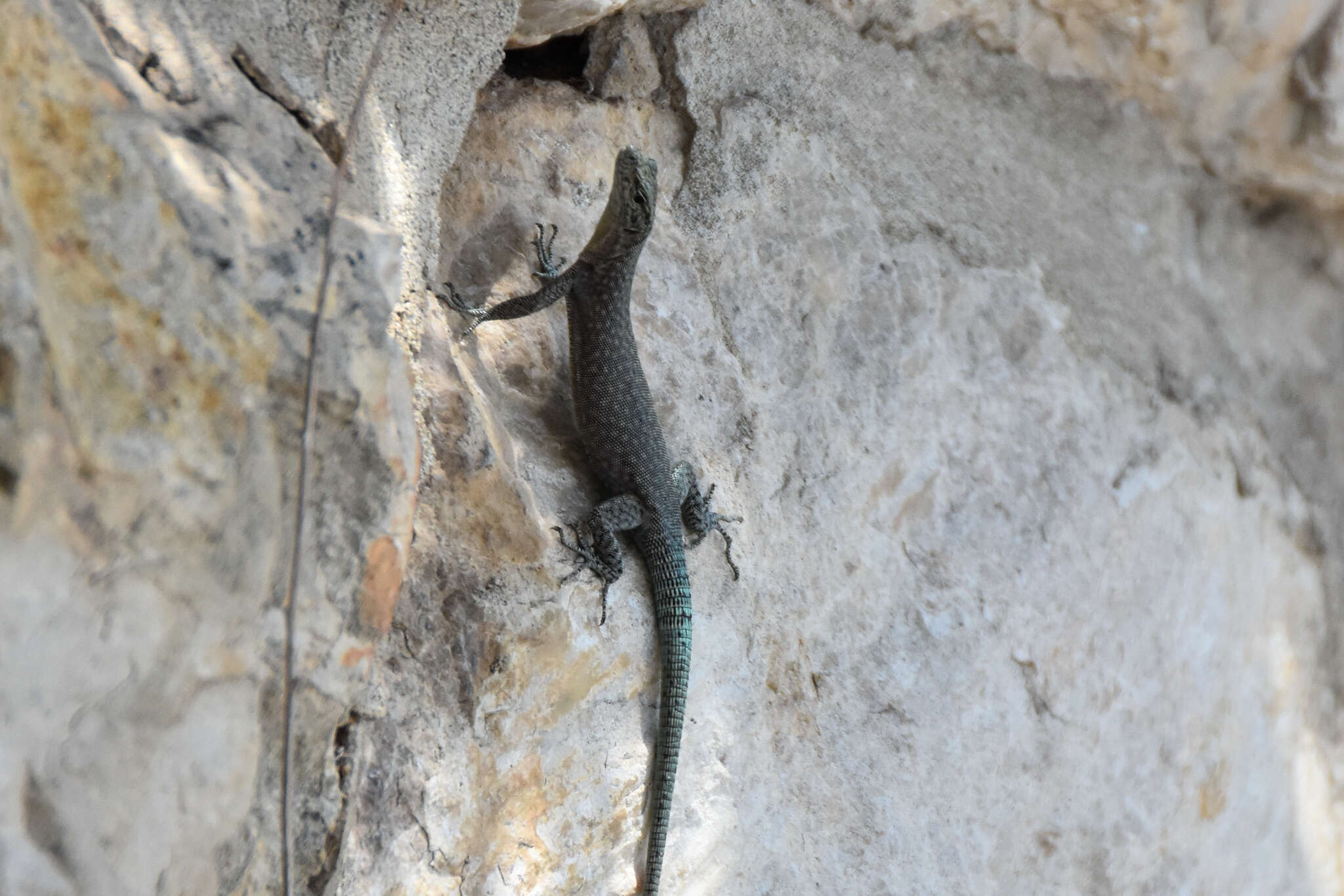 Image of Sharp-snouted Rock Lizard