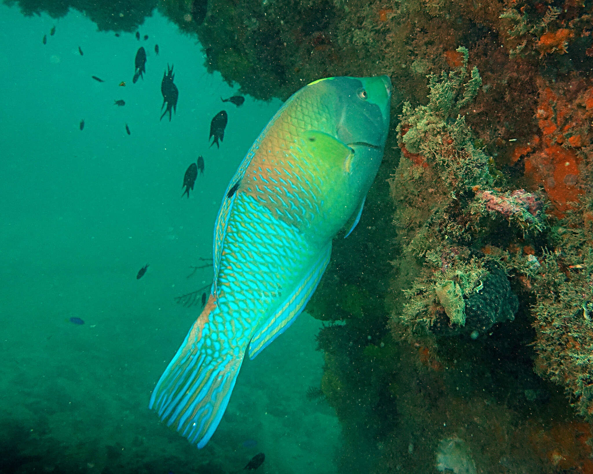 Image of Blue and yellow wrasse