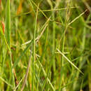 Image of Florida Reimar Grass