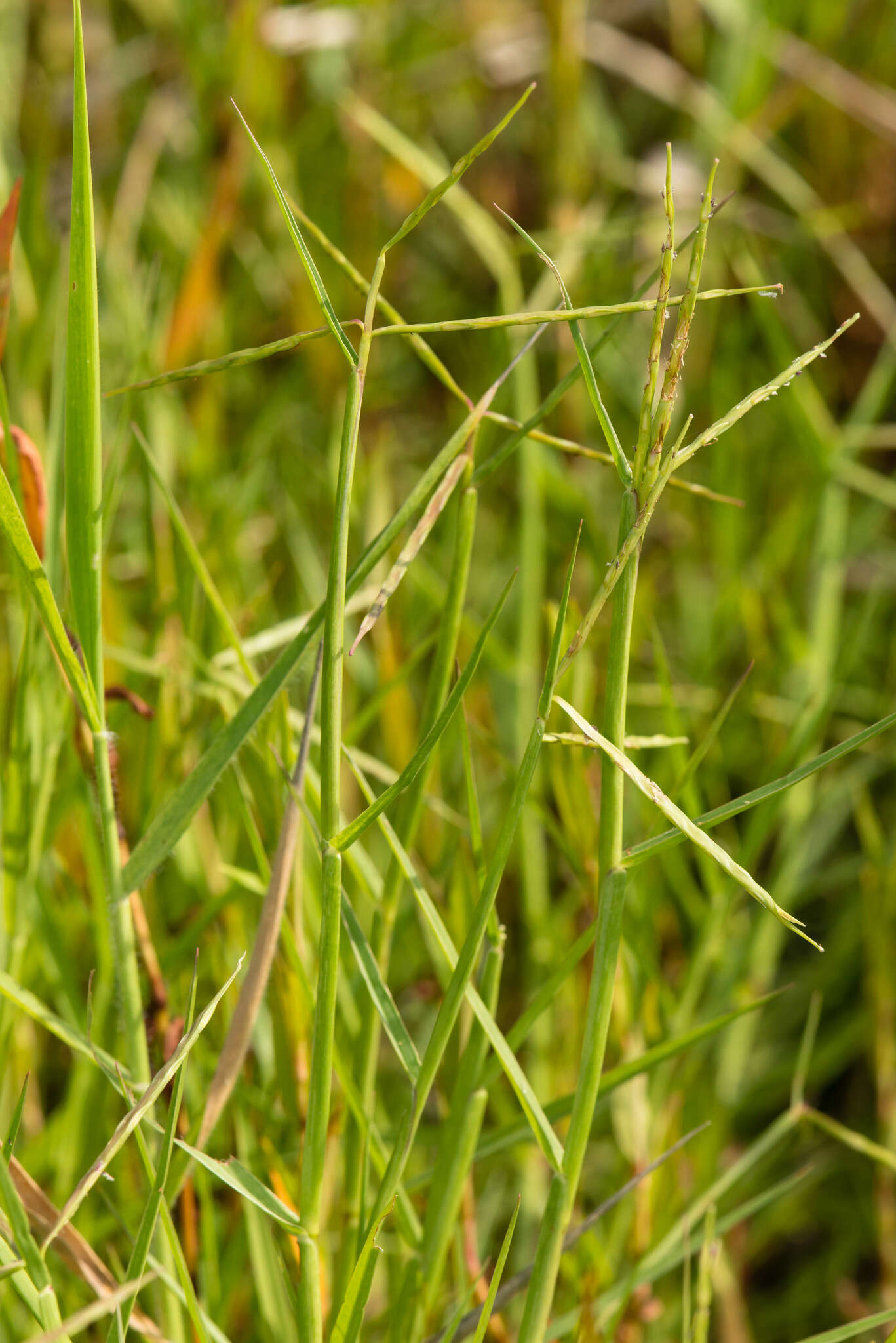 Image of Florida Reimar Grass