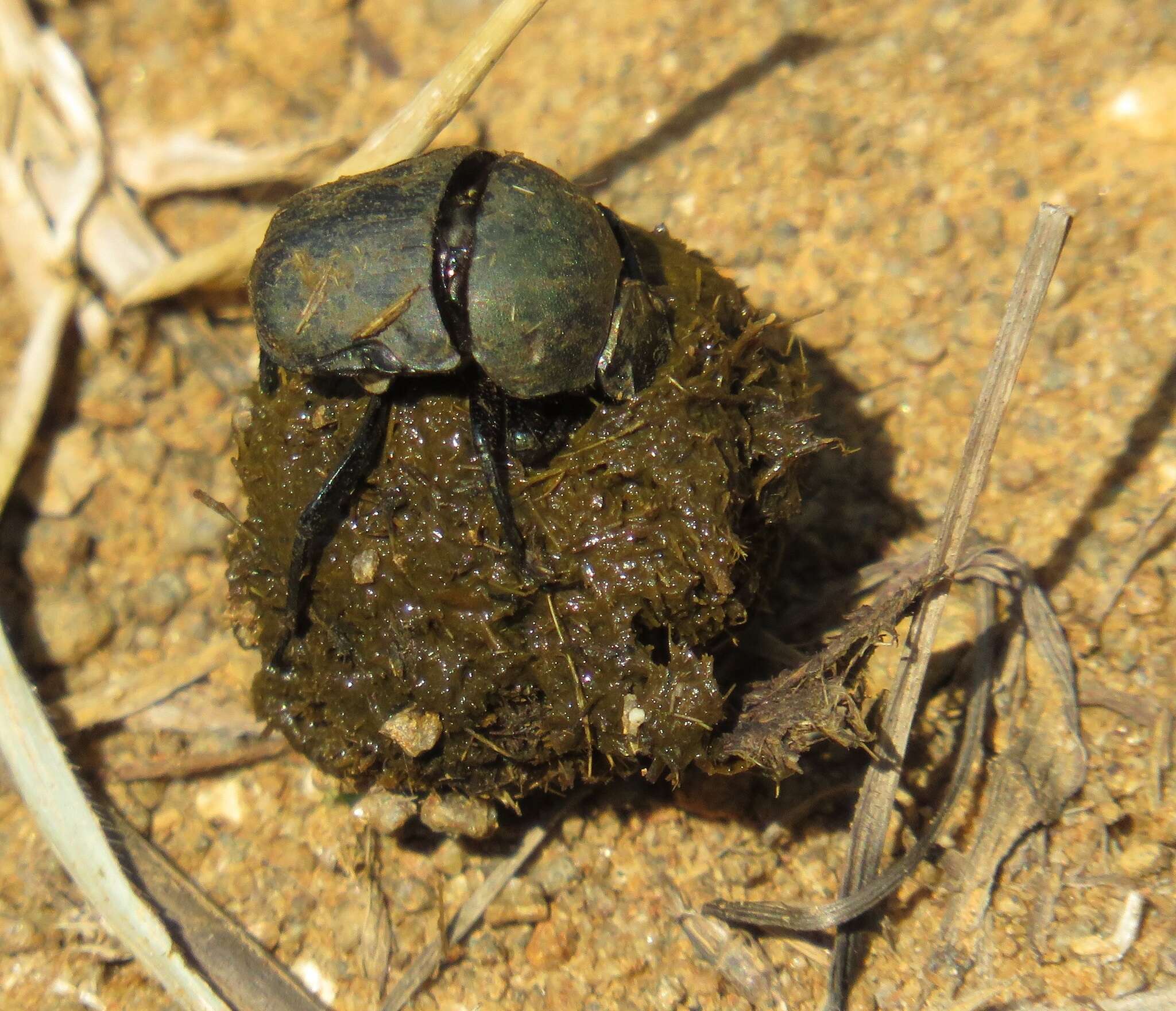 Image of Garreta caffer (Fahraeus 1857)