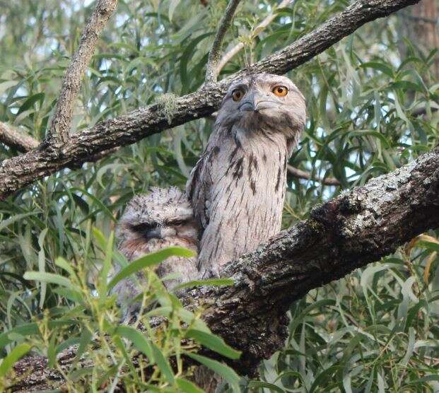 Image of Tawny Frogmouth