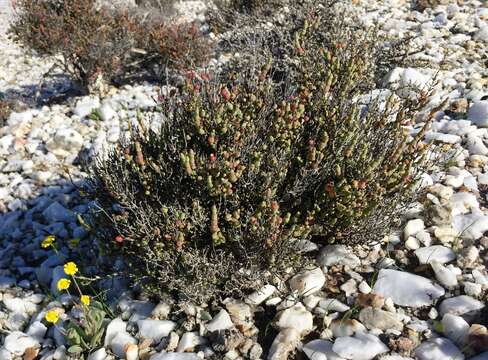 Слика од Salicornia xerophila (Toelken) Piirainen & G. Kadereit