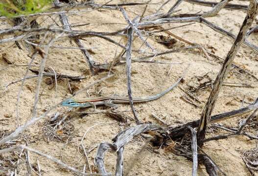 Image of Baja California Whiptail