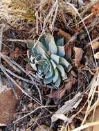 Image of Patagonia Mountain leatherpetal