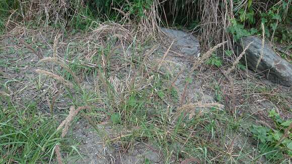 Image of Gopher-Tail Love Grass