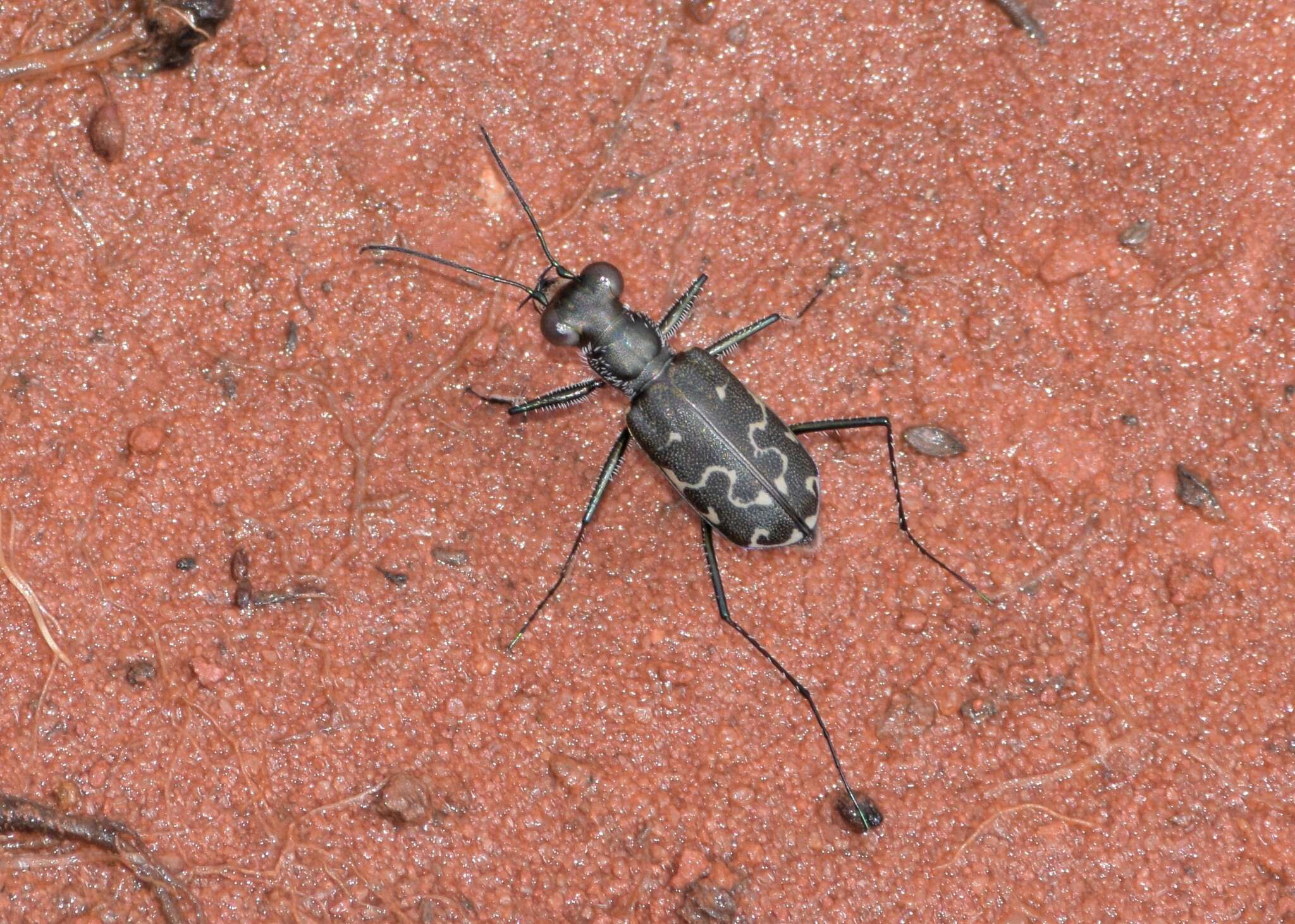 Image of Cicindela (Cicindelidia) trifasciata ascendens Le Conte 1851