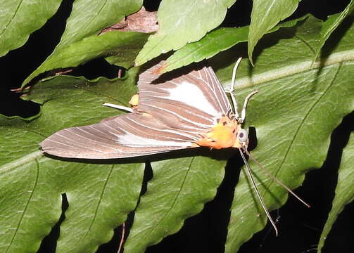 Image of Asota subsimilis Walker 1864