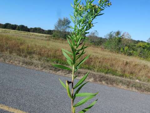 Image of bushy goldentop