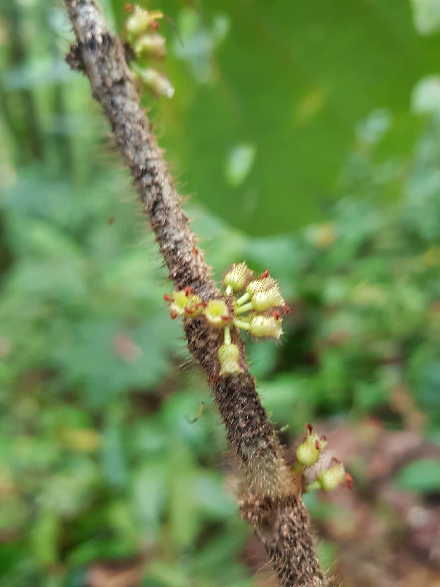 Plancia ëd Henriettea cuneata (Standl.) L. O. Williams