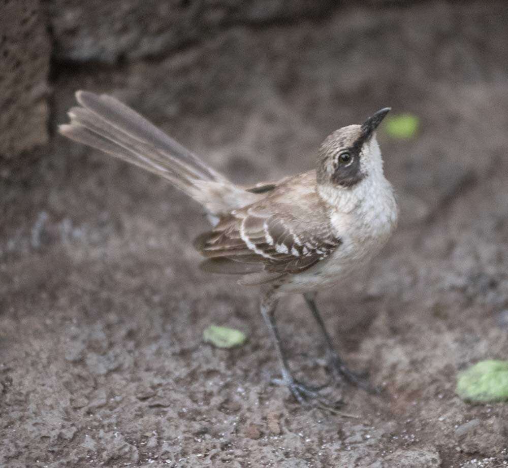 Image of Galapagos Mockingbird