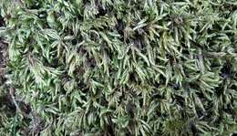 Image of larger mouse-tail moss