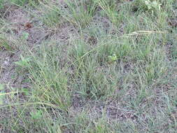 Image of Texas wintergrass