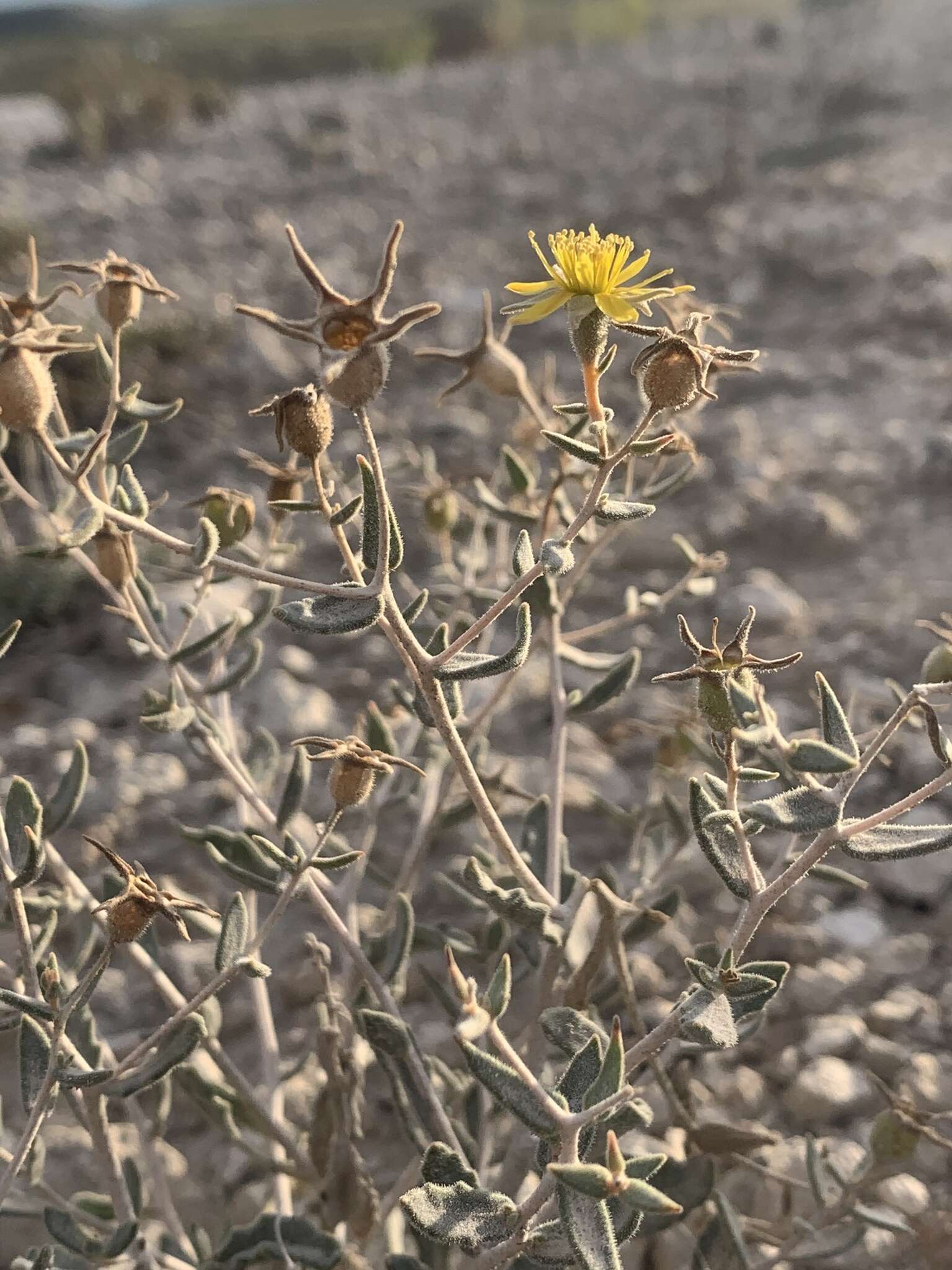 Image of Tiehm's blazing star