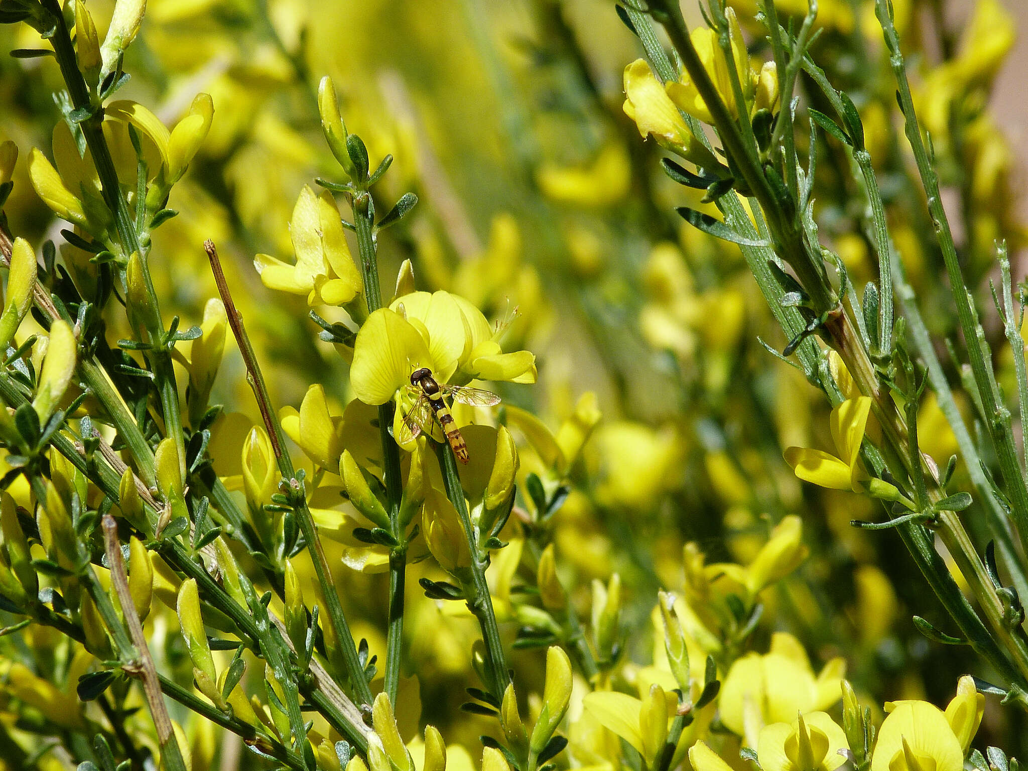 Image of Genista cinerascens Lange