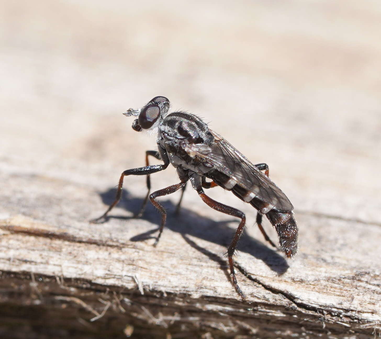 Image of Bonjeania jefferiesi Winterton 2007