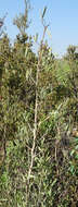 Image of Gymnosporia linearis subsp. lanceolata (E. Mey. ex Sond.) Jordaan