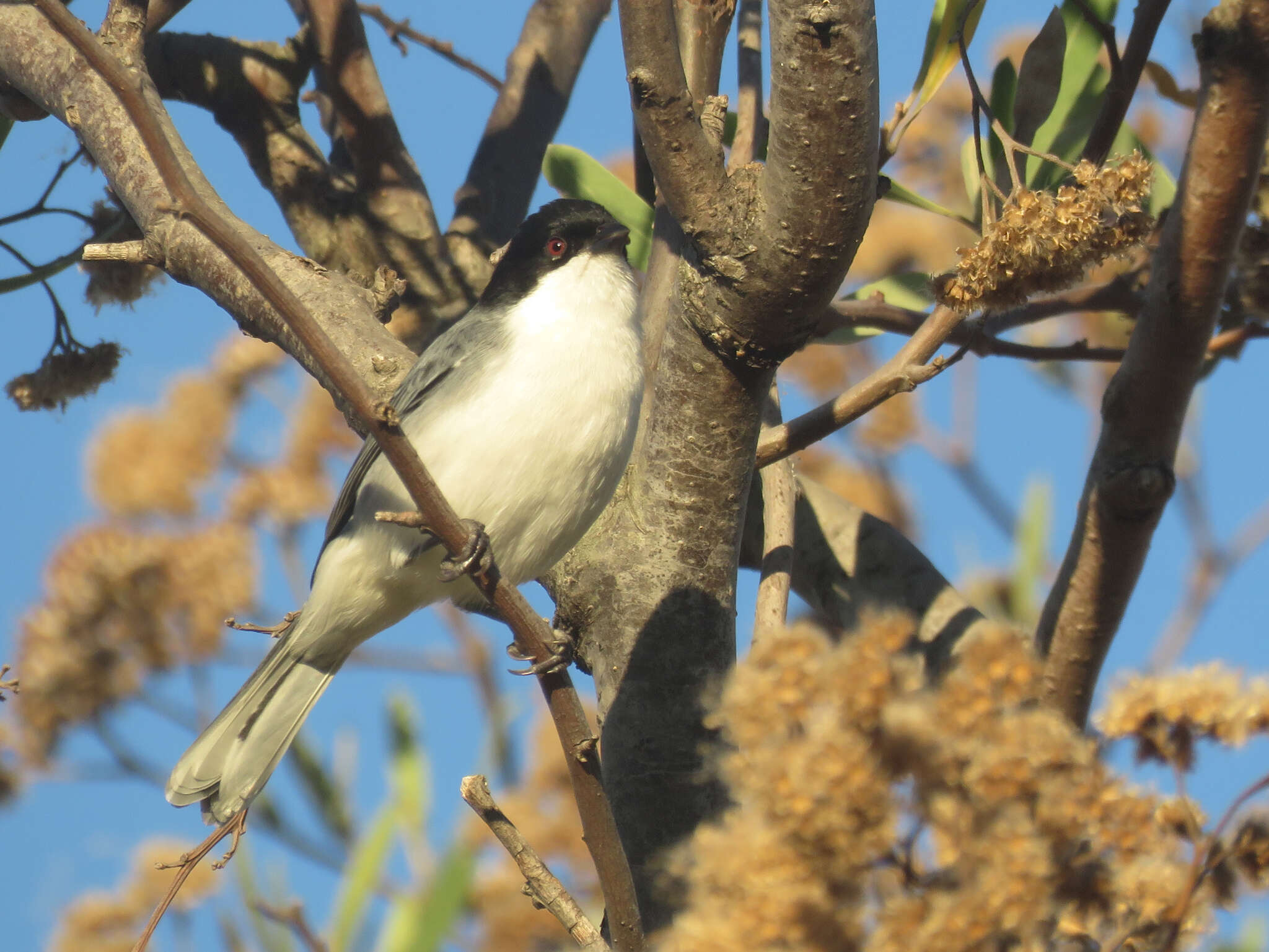 Image of Black-capped Warbling Finch