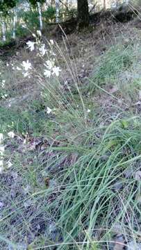 Image of Anthericum