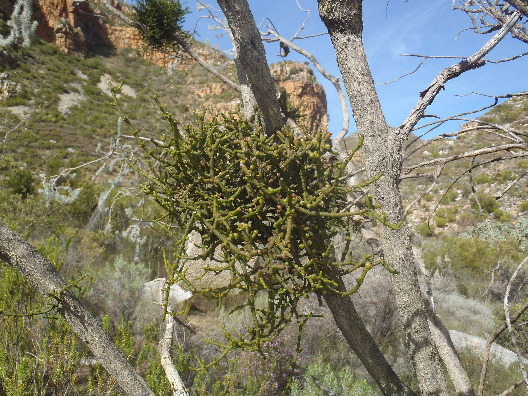 Image of Hooley Mistletoe