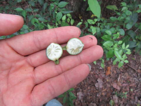 Image of Alibertia edulis (Rich.) A. Rich. ex DC.