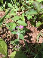 Image of variableleaf collomia