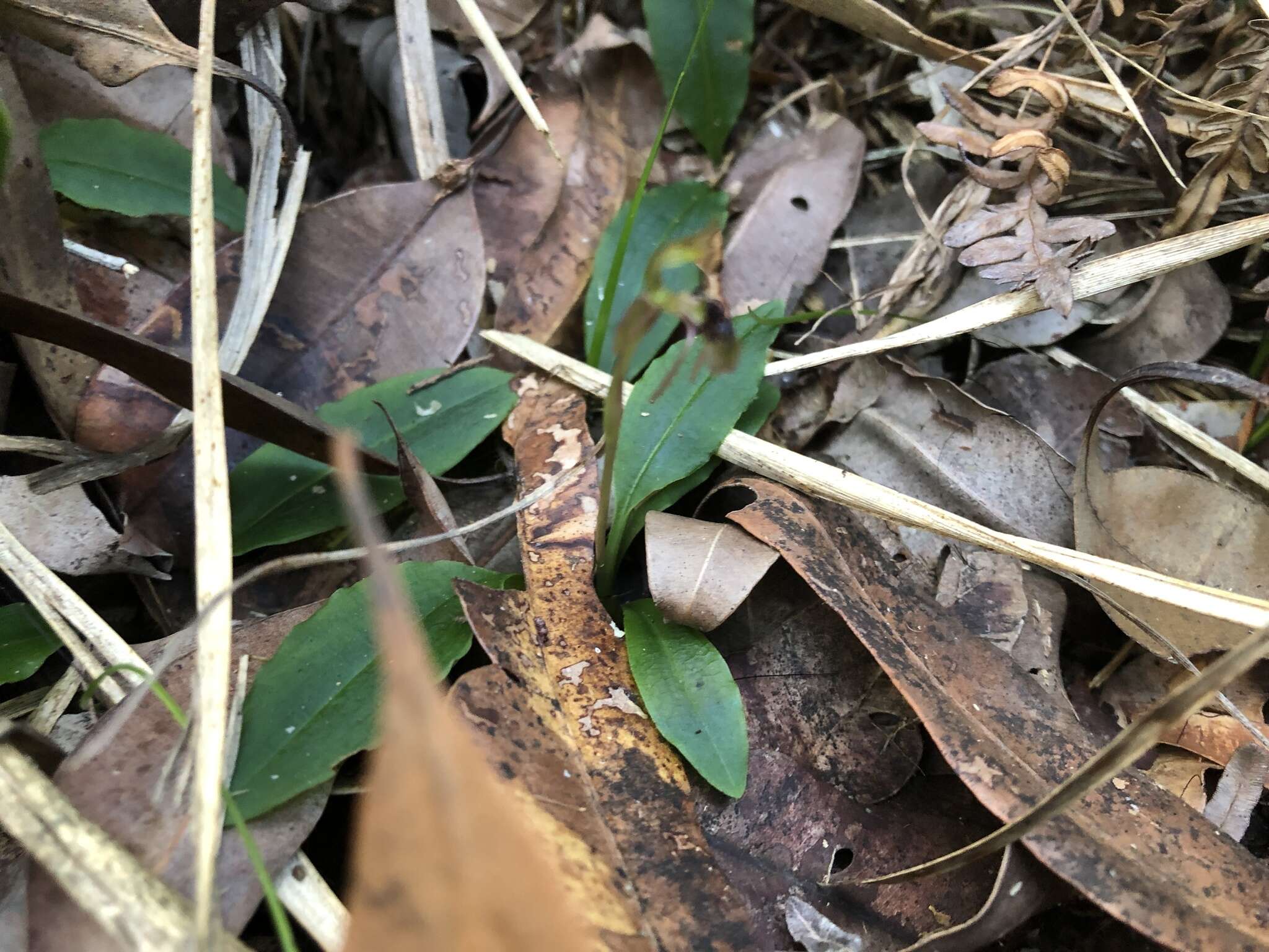 Image of Small wasp orchid