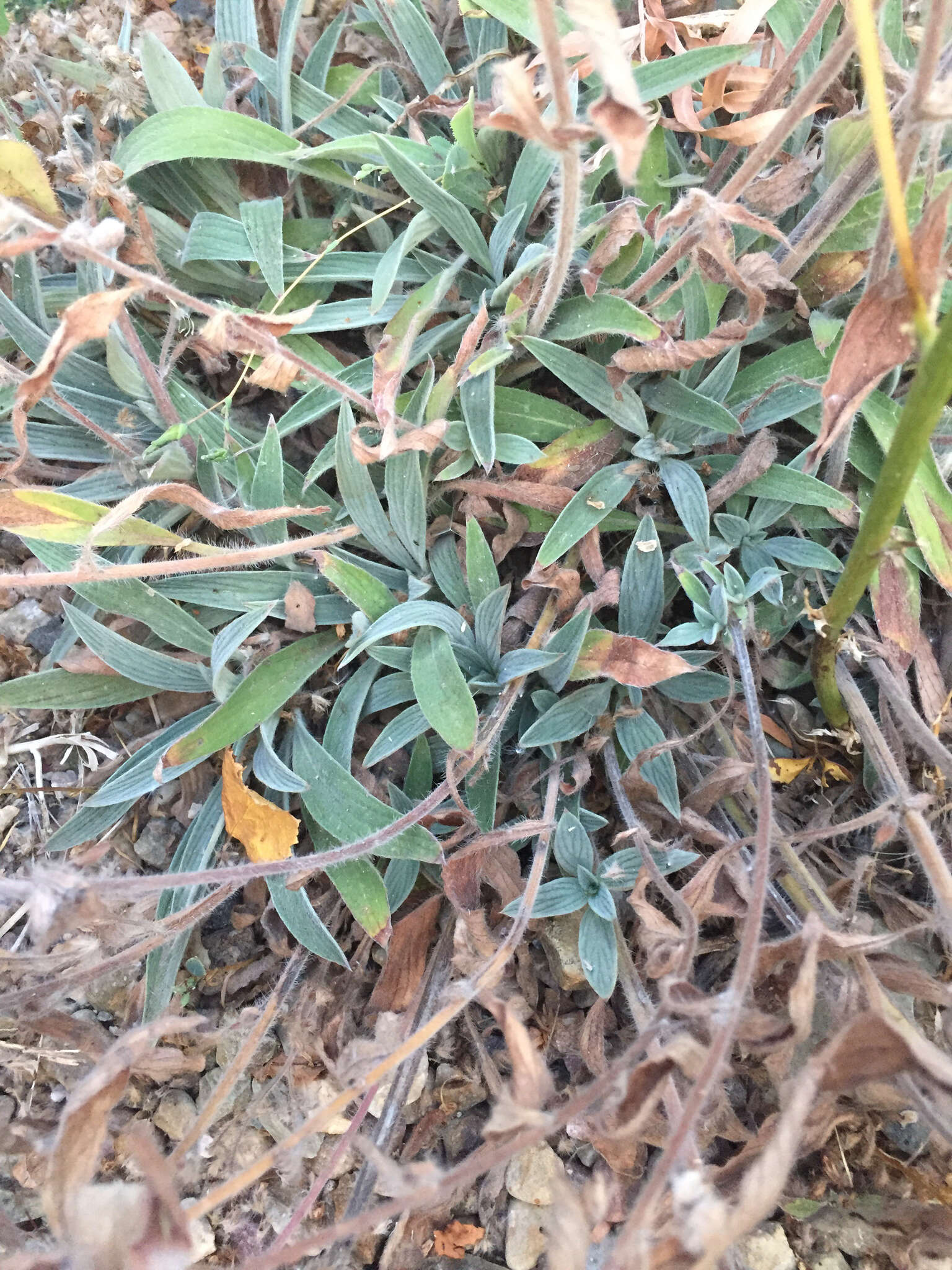 Image of silverleaf phacelia