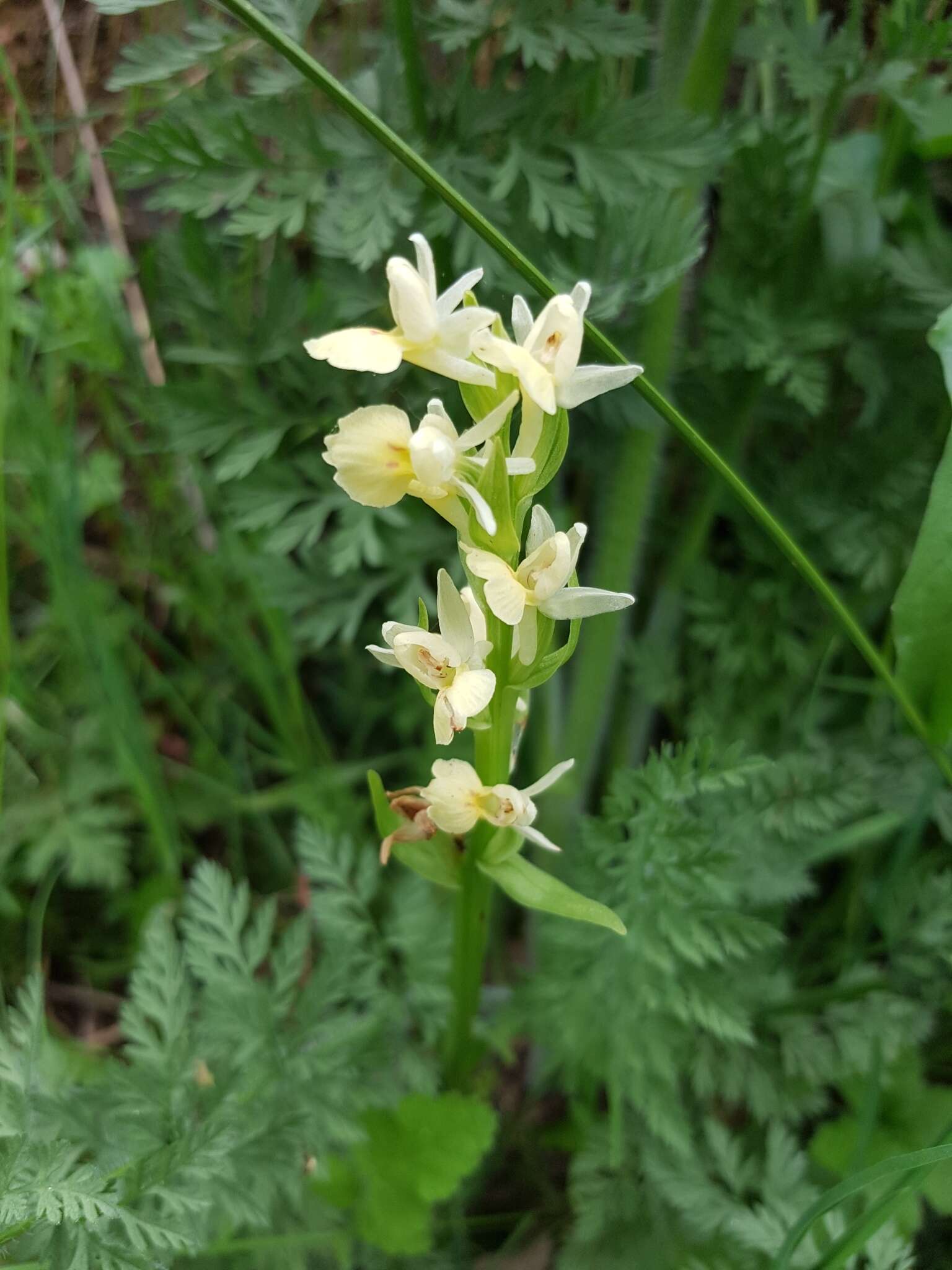 Image de Dactylorhiza insularis (Sommier) Ó. Sánchez & Herrero