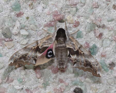 Image of One-eyed Sphinx, Eyed Hawk-moth