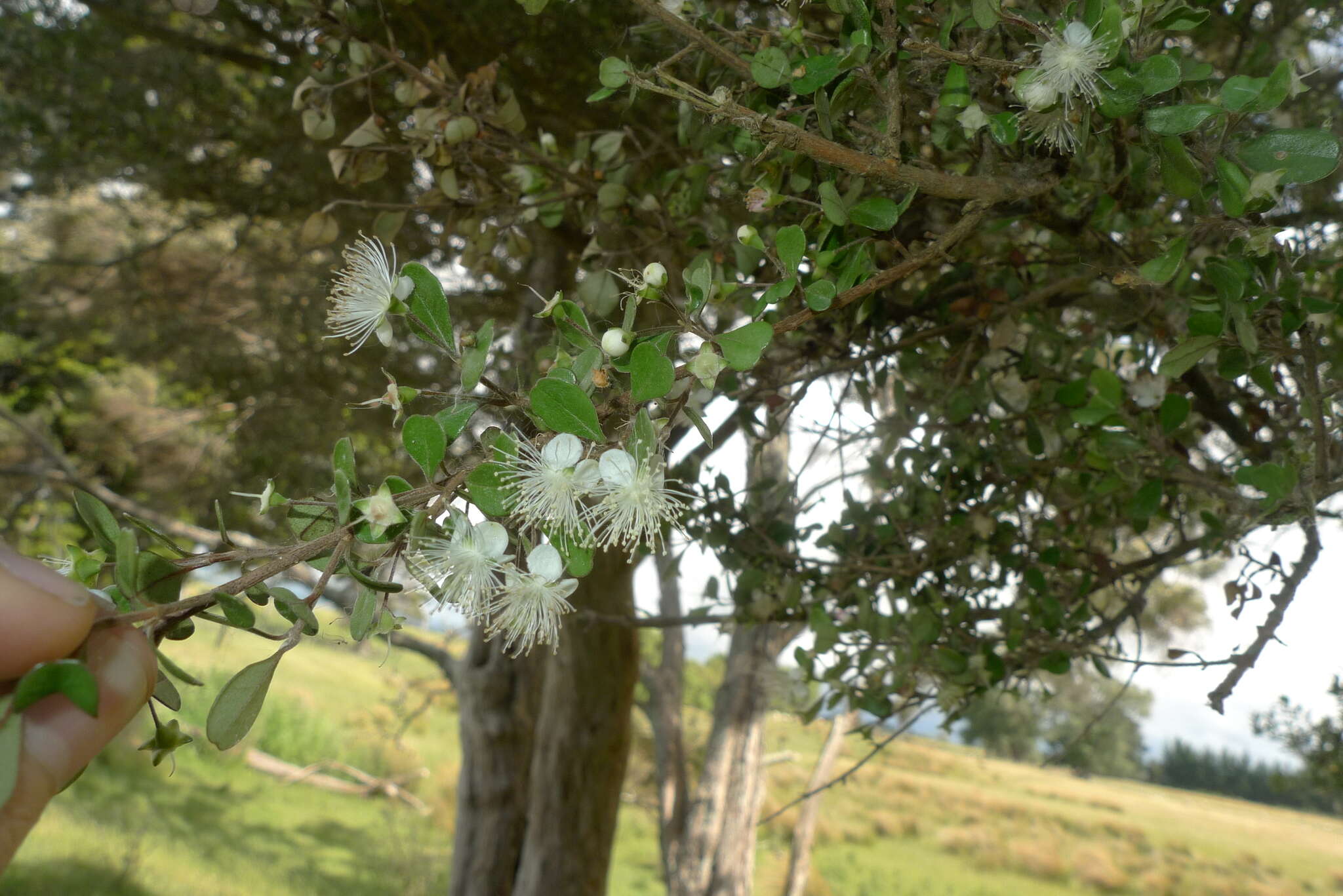 Imagem de Lophomyrtus obcordata (Raoul) Burret