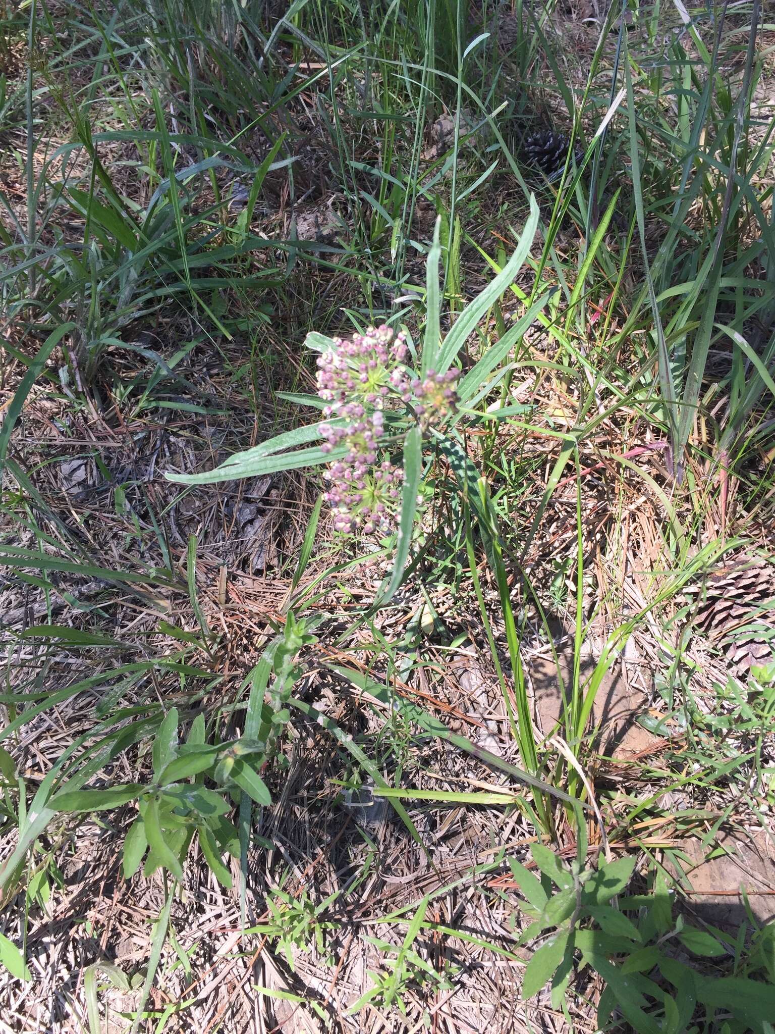 Image of longleaf milkweed