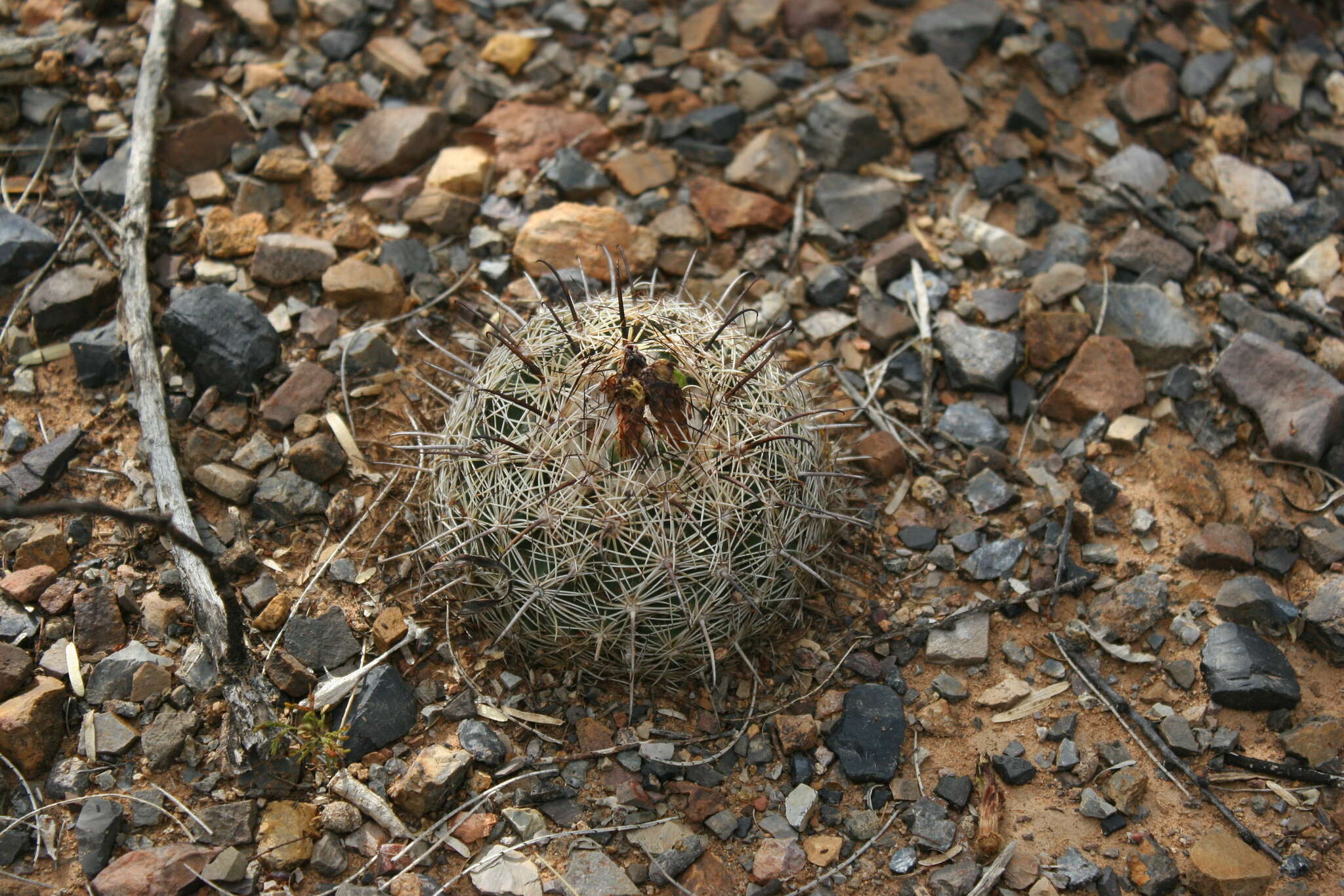 Image of Coryphantha compacta (Engelm.) Britton & Rose