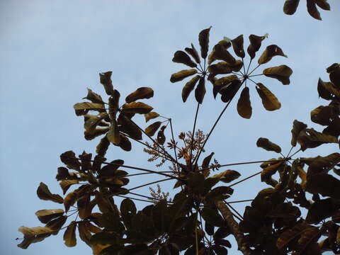 صورة Schefflera morototoni (Aubl.) Maguire, Steyerm. & Frodin