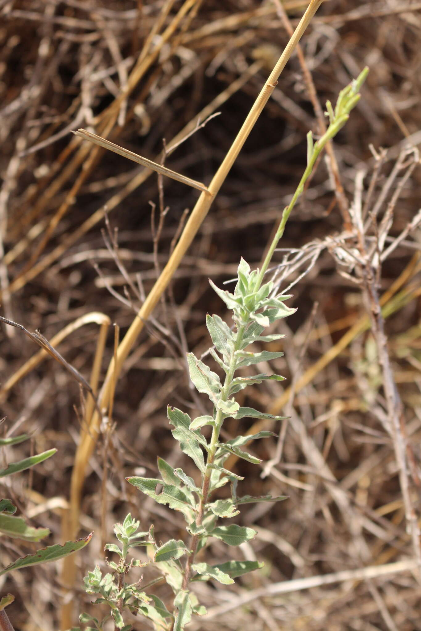 Imagem de Oenothera cinerea (Wooton & Standl.) W. L. Wagner & Hoch