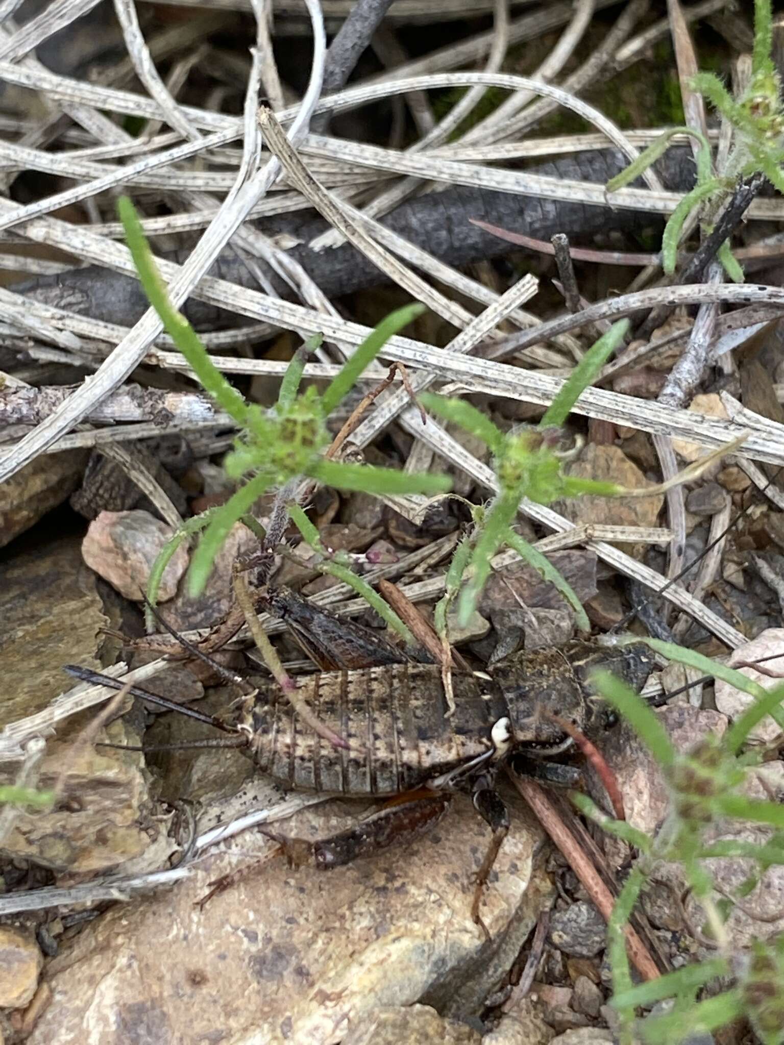 صورة Sciobia (Sciobia) lusitanica (Rambur 1838)