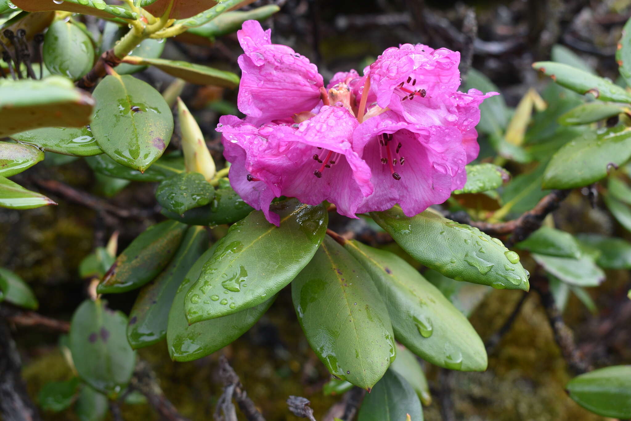 Image of Rhododendron campanulatum subsp. aeruginosum (Hook. fil.) D. F. Chamb.