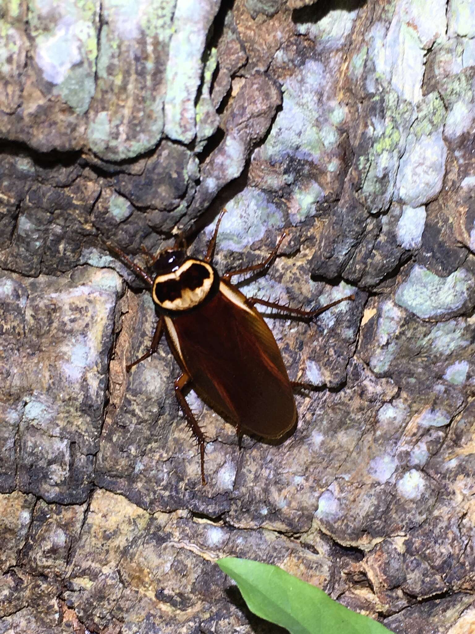 Image of Australian cockroach