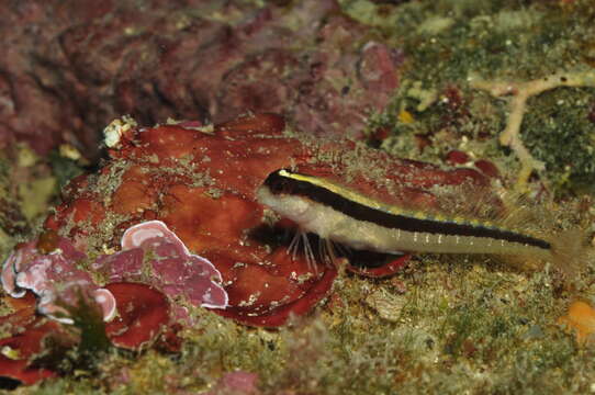 Image of Longstriped blenny