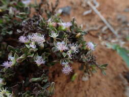 Image of Polygala asbestina Burch.