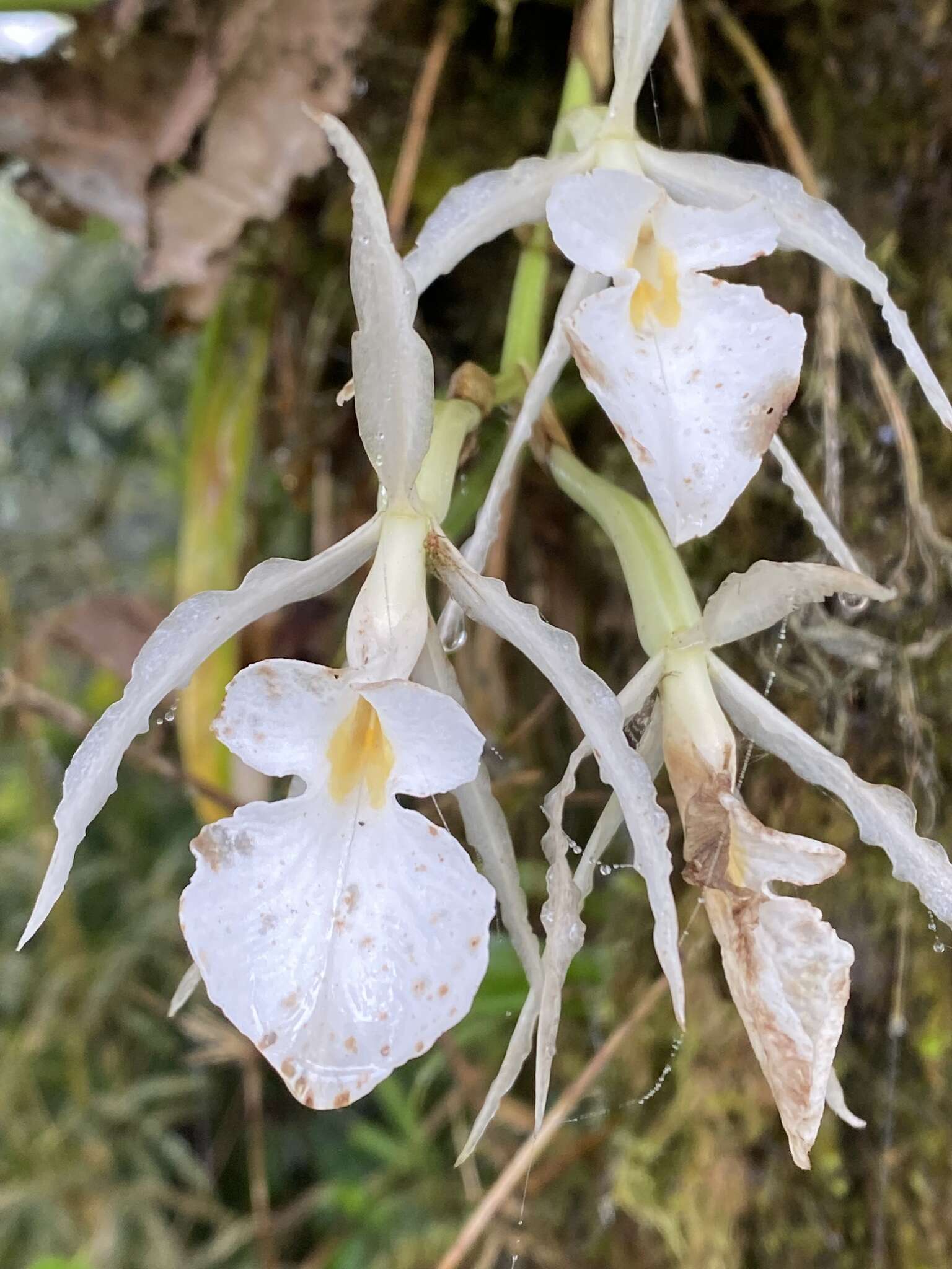 Imagem de Trichopilia fragrans (Lindl.) Rchb. fil.