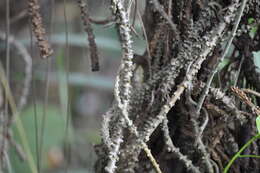 Image of Tinospora crispa (L.) Miers ex Hook. fil. & Thoms.