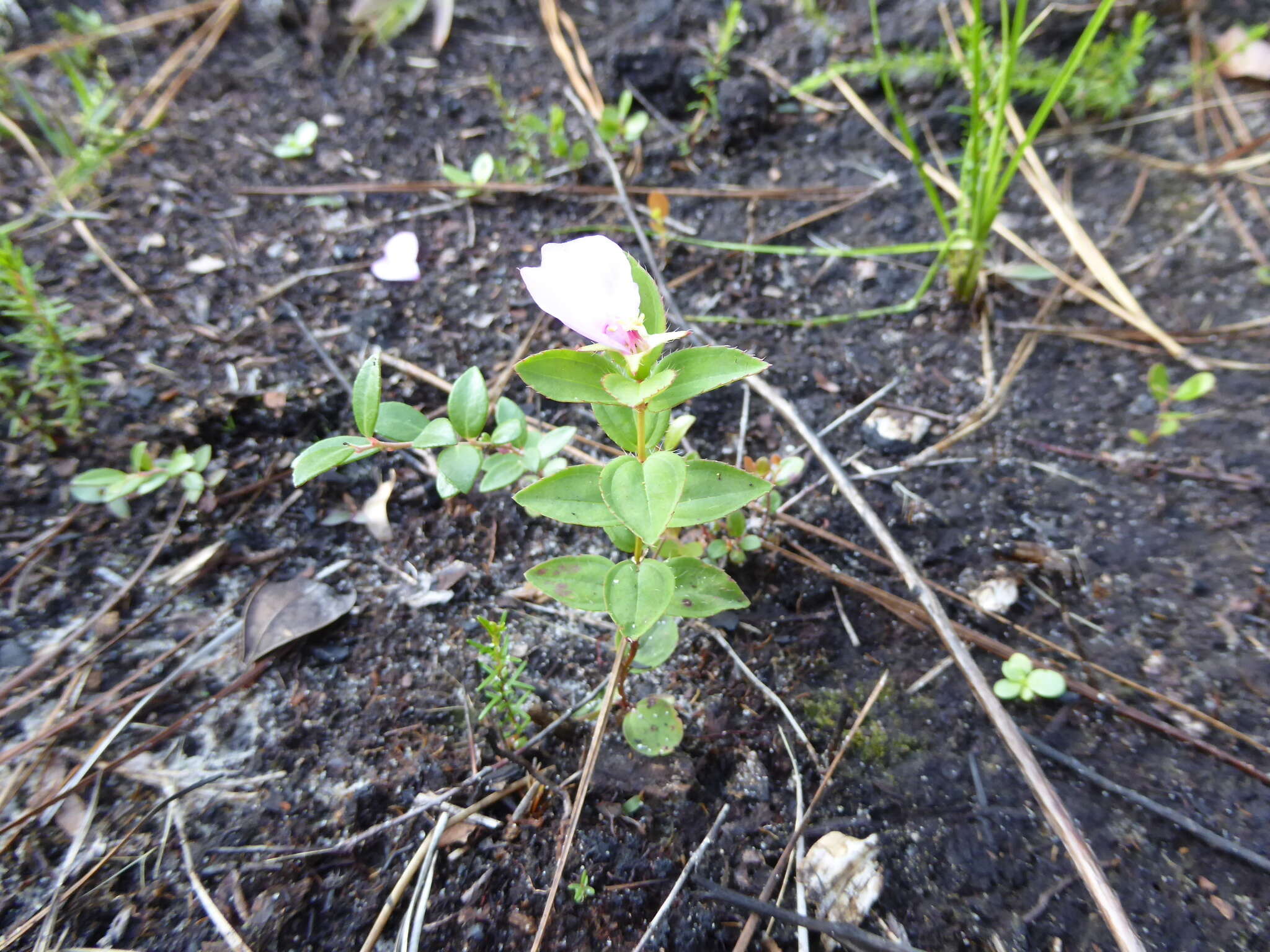 Imagem de Rhexia petiolata Walt.