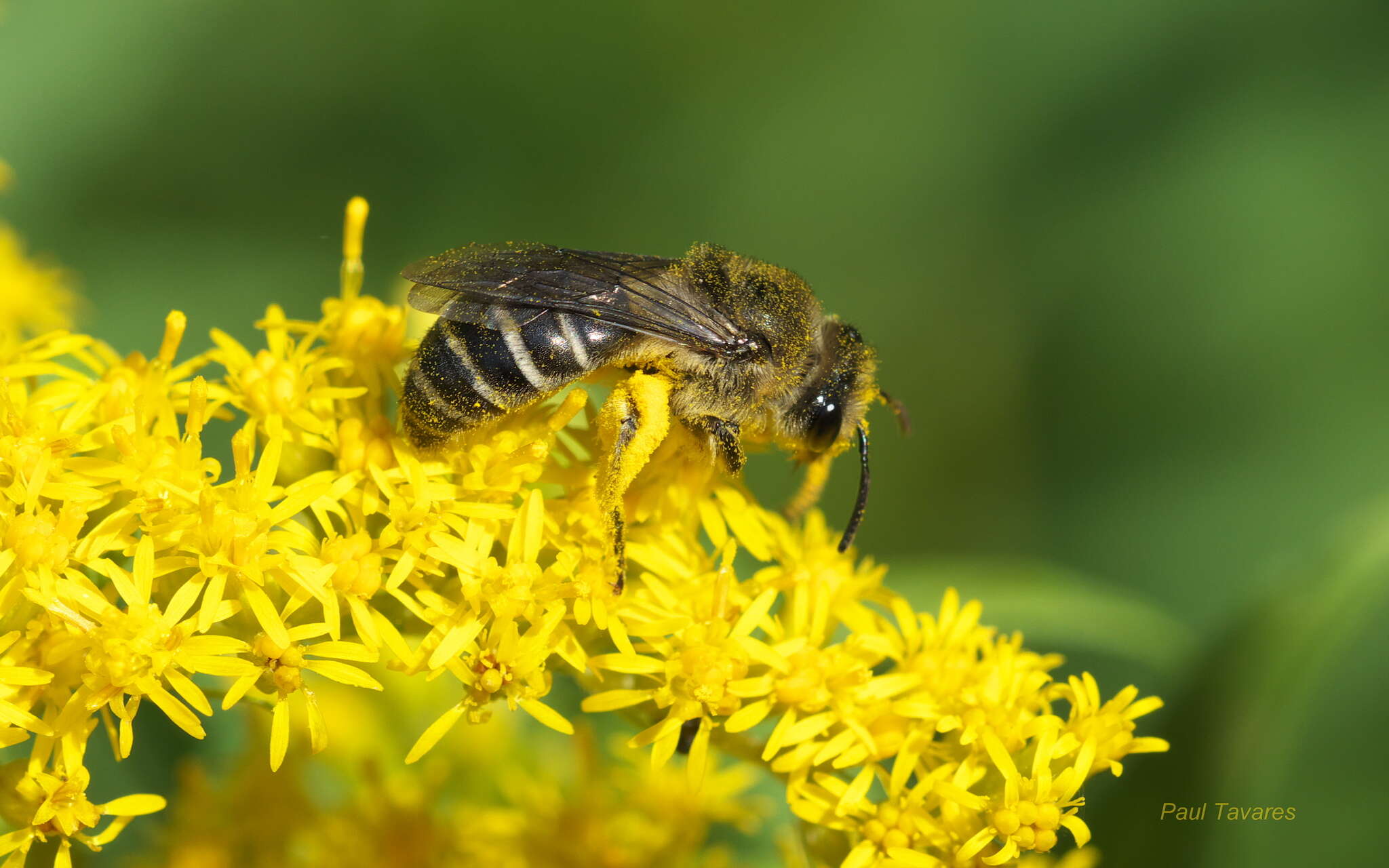 Imagem de Colletes compactus Cresson 1868