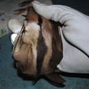 Image of Broad-striped Tube-nosed Fruit Bat