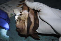 Image of Broad-striped Tube-nosed Fruit Bat