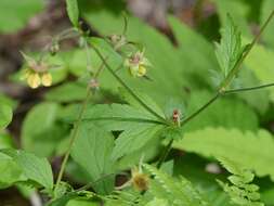 Image of Geum intermedium Ehrh.