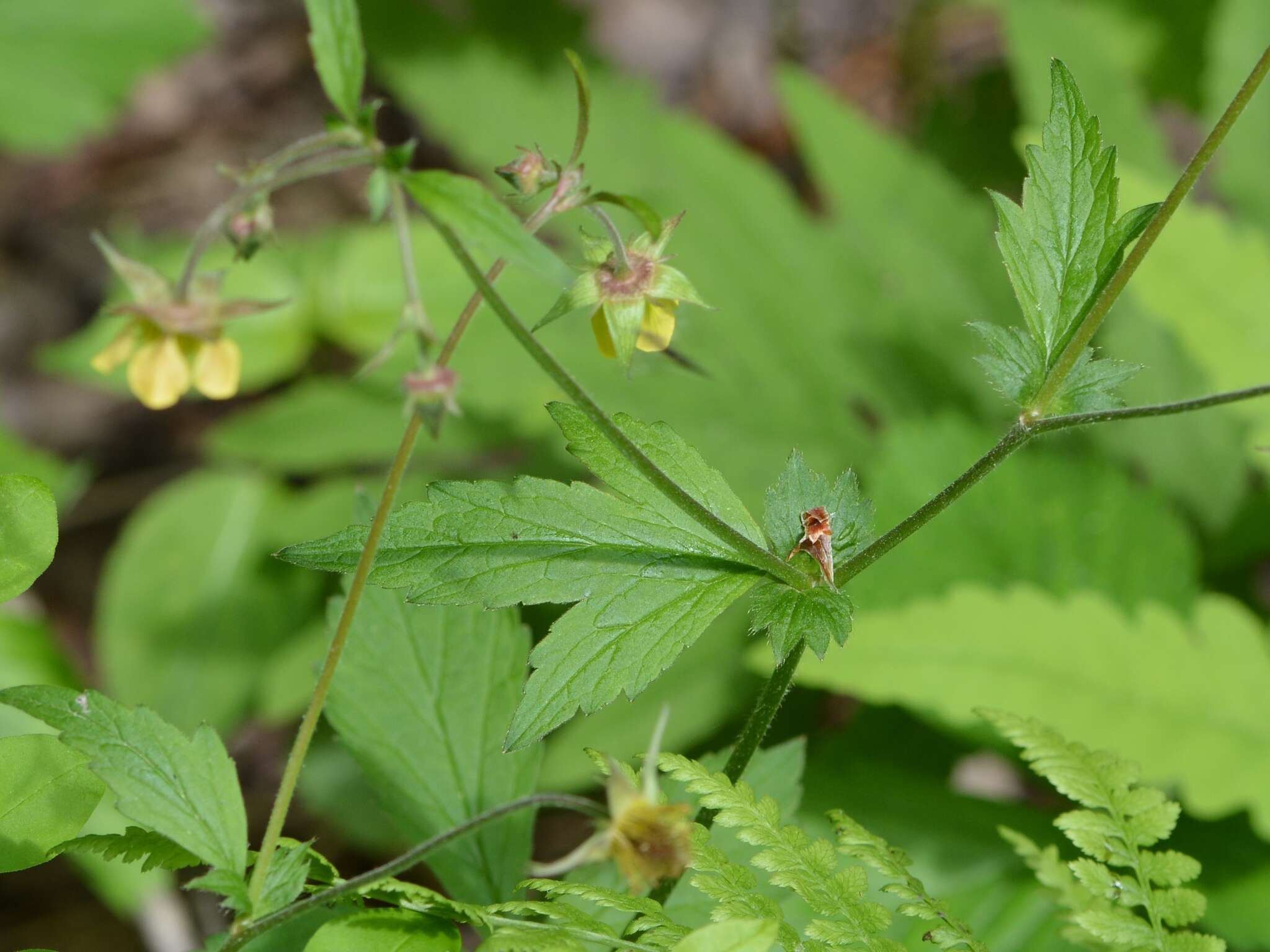 Image of Geum intermedium Ehrh.